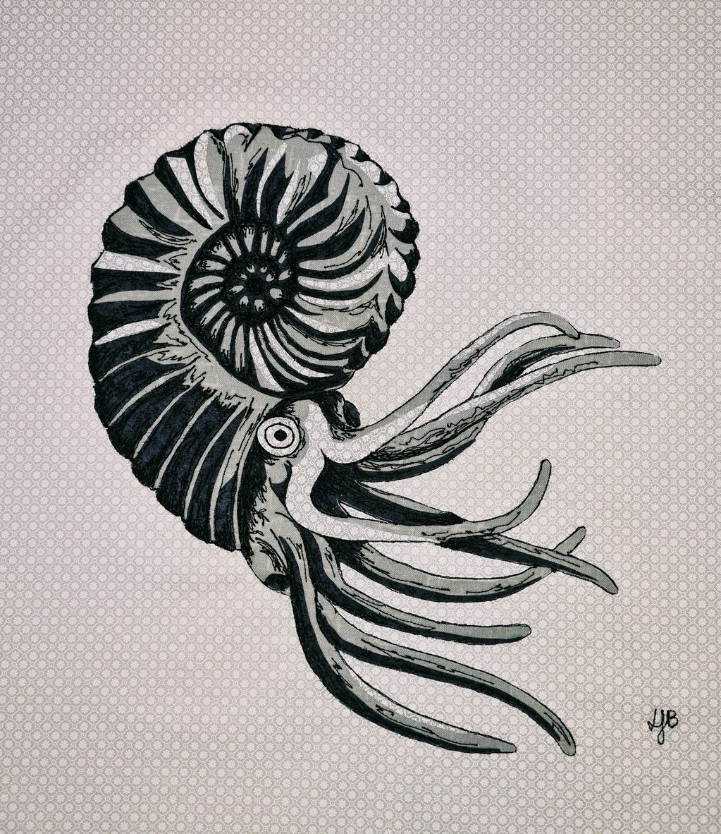 Ammonite