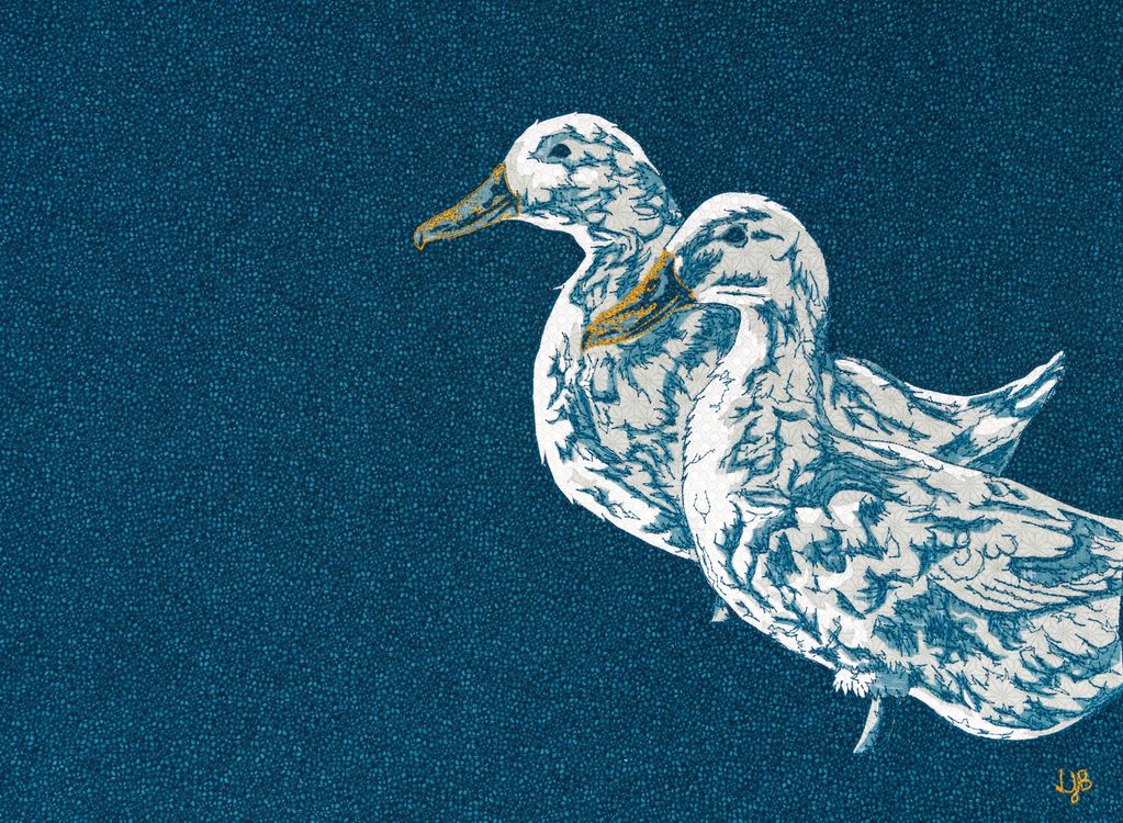 The Worth Matravers Ducks