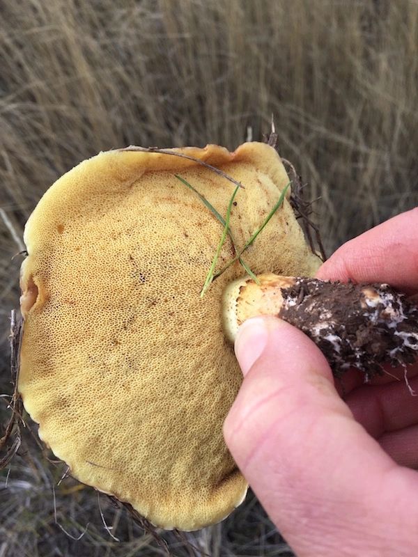 Bolete