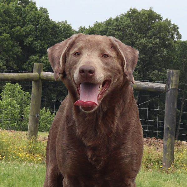 chocolate labrador retriever