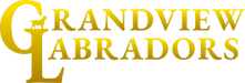 Grandview Labradors