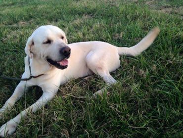 white labs for sale in Kentucky, white labs, lab puppies for sale, lab breeder, top lab breeder