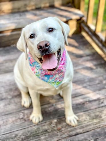 white labs for sale in Kentucky, white labs, lab puppies for sale, lab breeder, top lab breeder