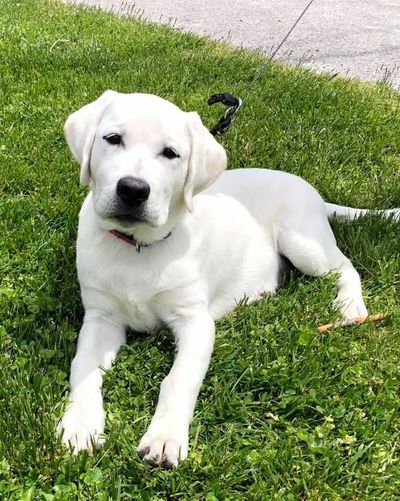 AKC White Labs for Sale