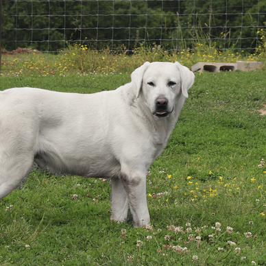 white labrador retriever in kentucky