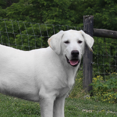 white labrador retriever in kentucky