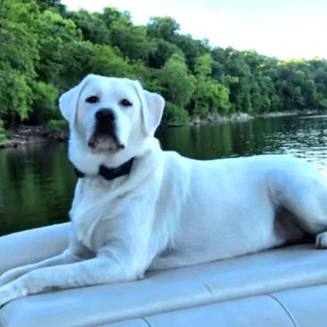 white lab on a boat in Kentucky