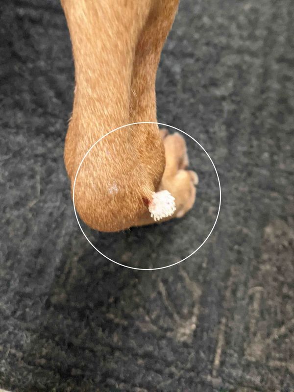 Bindi, Skin Tag- BEFORE