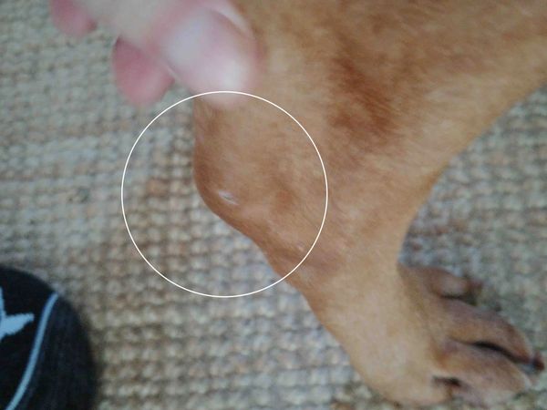 Bindi, Skin Tag- AFTER