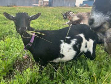 A black and white goat with a purple collar eating grass in a green field.