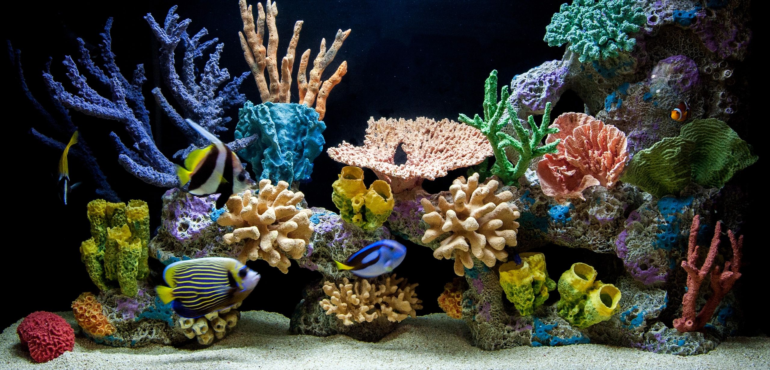 Aquarium Maintenance for Sacramento CA, Roseville, Rancho Cordova
