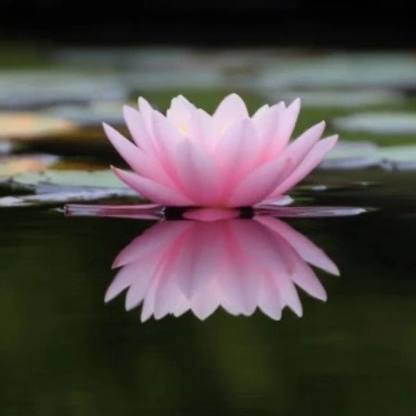A pink water lily with its reflection on calm water.