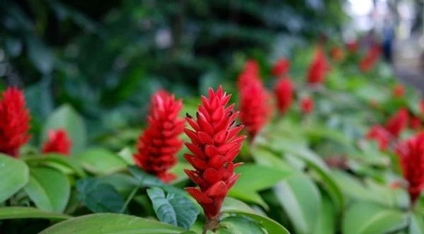 Bright red flowers blooming among green leaves in a garden.