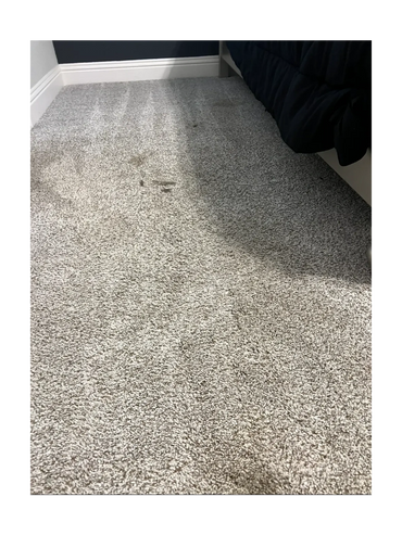 Before Photos of Carpet Stains