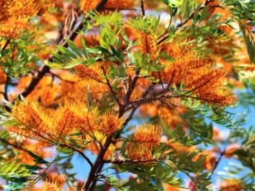 Grevillea robusta flowers