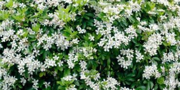 Fragrant Shrubs Coming Soon