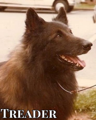 AKC/CKC CH Bonheur Star Treader CDX TD CD C-BAR