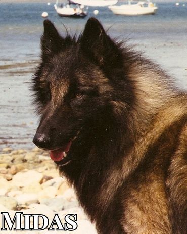 UCD CH Moorslede Golden Touch CD NA C-BAR