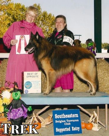 AKC/UKC CH Mahagonny's Southern Cross JHD HIC HSAs TT FCT