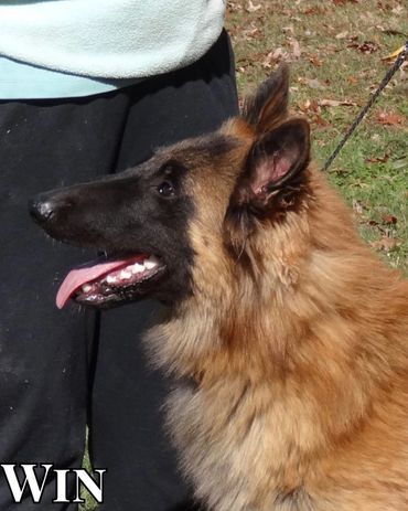 Windsong Triumphant at Bonheur