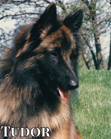 UCDX CH Belamba Bonheur Protocol CD