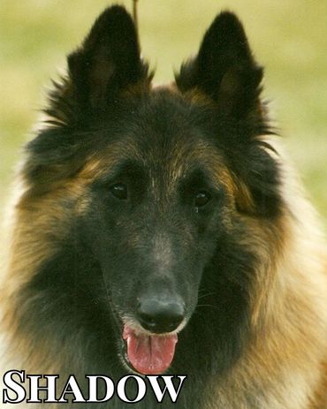 Darkwind Rafale de Bonheur