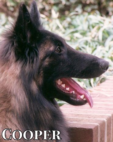 GCH Kazwick Bonheur Wyld Fyre