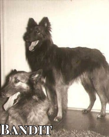 Bandit Brave de Bonheur