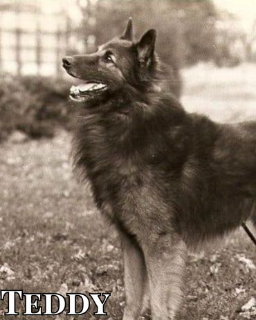 Teddy Edouard Ours Val du Echo