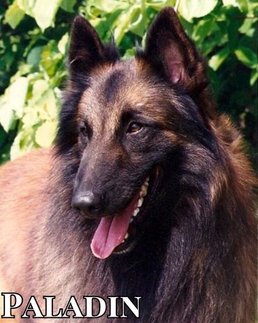 CH Rockin' Hearts True Bonheur