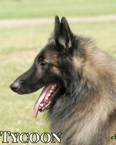 AKC/UKC CH Tycoon des Demoiselles de Saint Cyr RN BN CGC