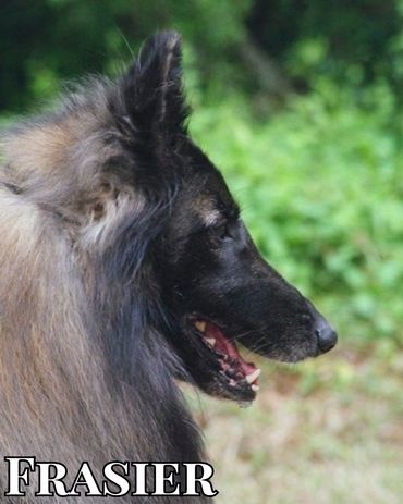 UKC GCH AKC CH Arlequin Bonheur Buccaneer CGC