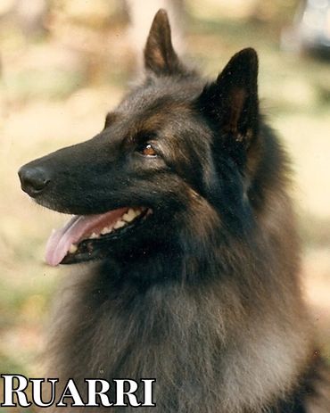 AKC/Canadian Ch Bonheur Ruarri MacTire HIC C-BAR O-BAR