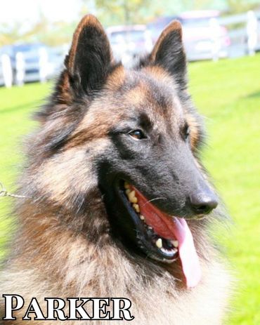 GCH Bonheur Scyran All In