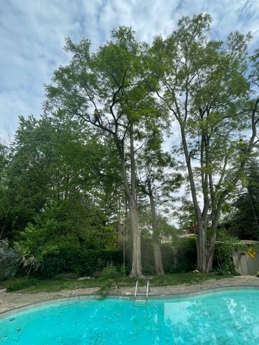 Two workers trimming tall trees beside a backyard pool under a cloudy sky.