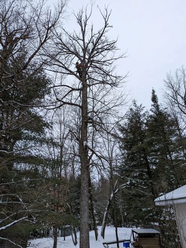 A person cutting tree branches high up in a snowy forest.