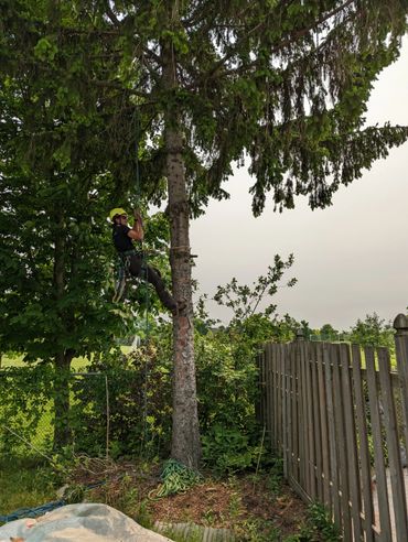 Person wearing safety gear climbing a tree using ropes.