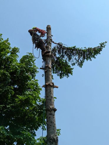 Tree worker cutting branches high up with a chainsaw.