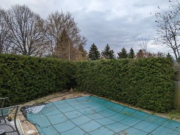 A backyard pool covered with a blue safety cover surrounded by green hedges and leafless trees.