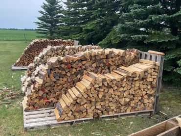 Neatly stacked firewood outdoors on pallets beside evergreen trees.