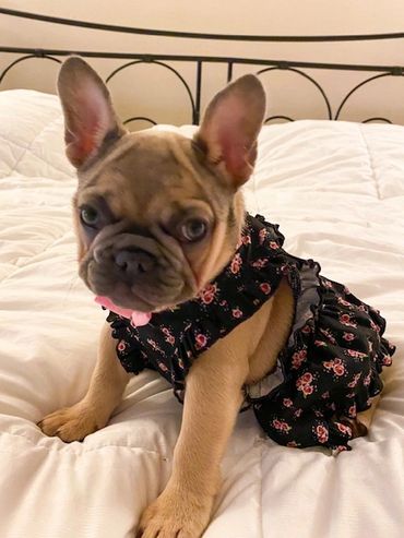 Sasha as a puppy