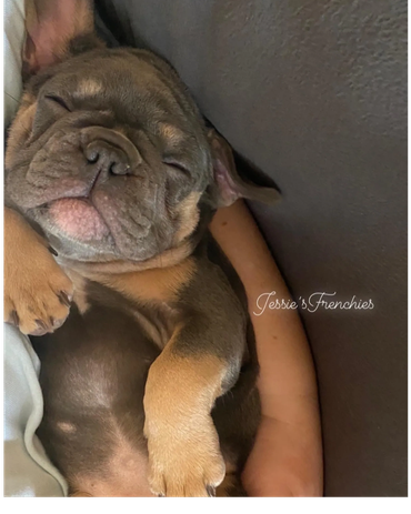 Layla as a puppy sleeping