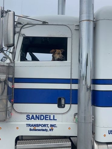 Dog inside Sandell truck checking things out.