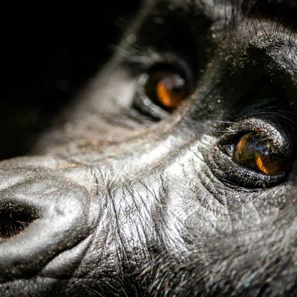 Gorilla Safari Lodge