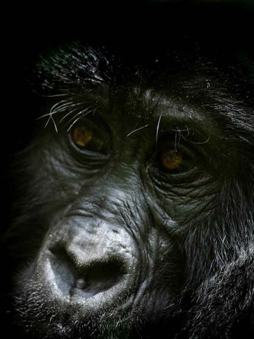 Gorilla Safari Lodge