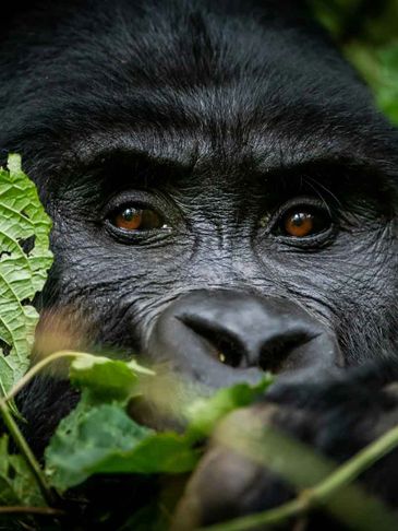 Gorilla Safari Lodge