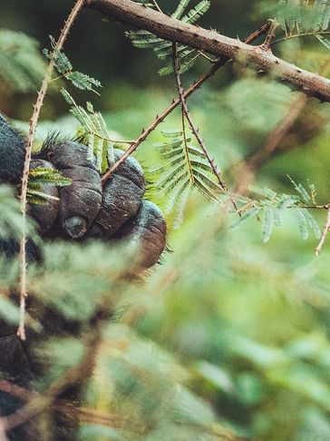 Gorilla Safari Lodge