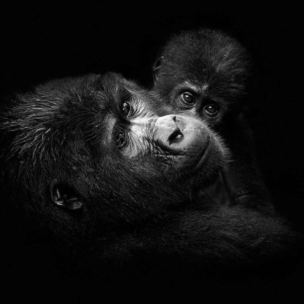 Gorilla Safari Lodge