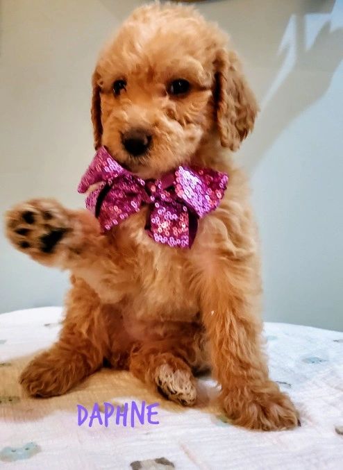 Dog Grooming, Pet Groomer, Muskegon - Groomer - Fruitport, Michigan