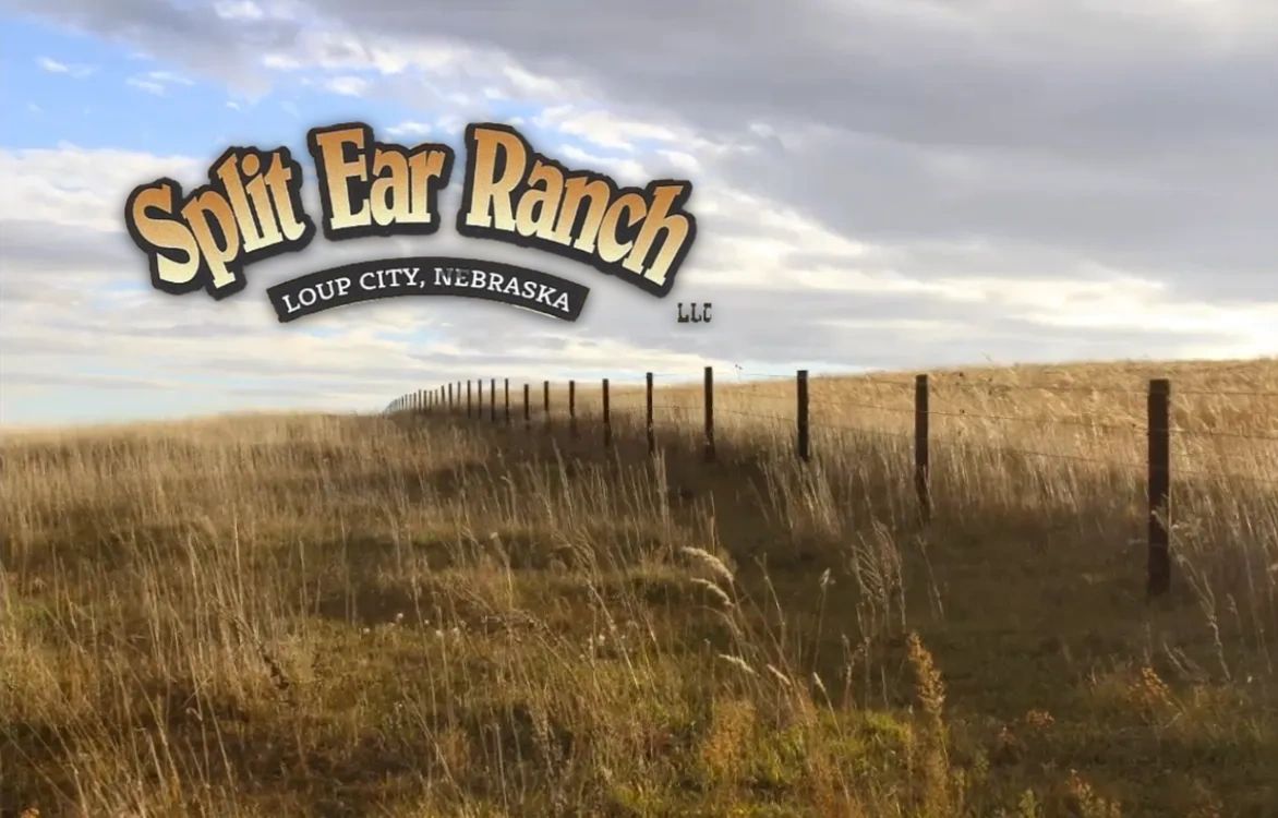Split Ear Ranch Loup City, NE fenceline and logo